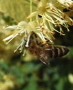Bee on linden